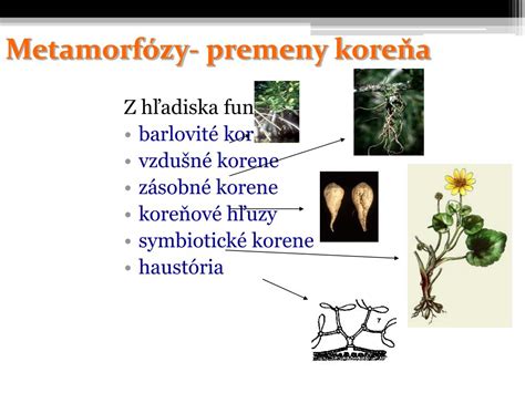 Rôzne typy koreňových metamorfóz: prísavky, vzdušné, dýchacie a barlovité korene