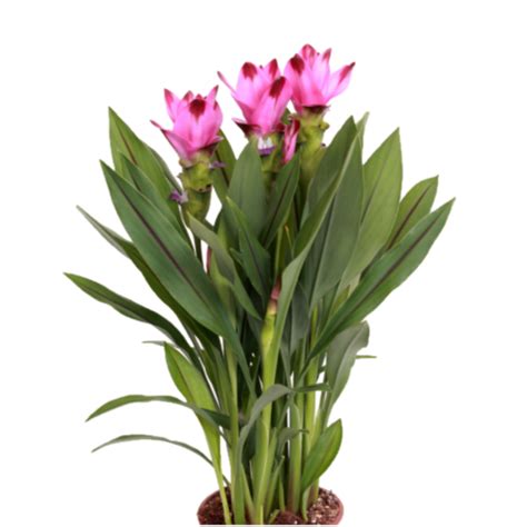 Rôzne odrody kvetov kurkumy (Curcuma longa, Curcuma Alismatifolia, Curcuma alismatifolia 'Siam Splash')