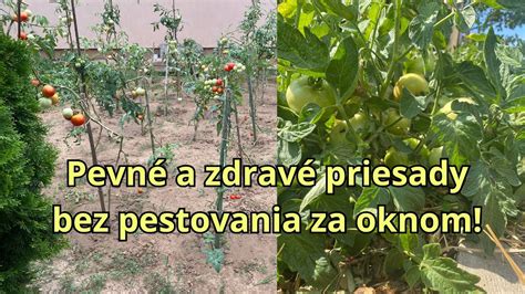 Zeleninové sadenice v parenisku
