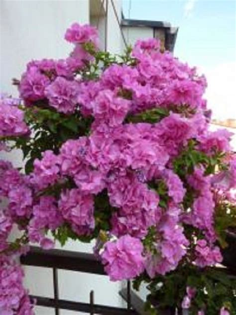 Rôzne odrody čínskej ruže