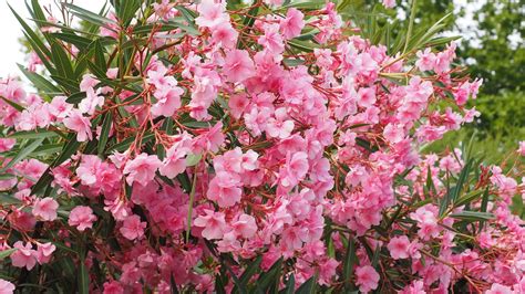 Rozkvitnutý oleander
