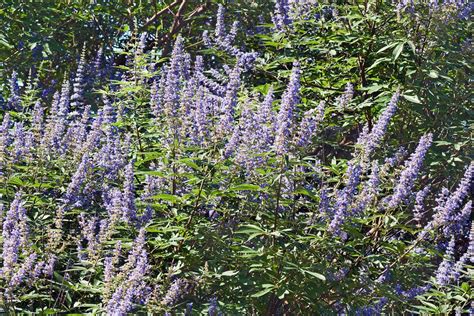 Vitex jahňací
