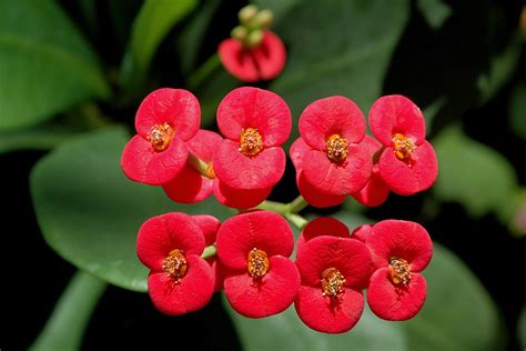 Euphorbia milii na slnečnom okne