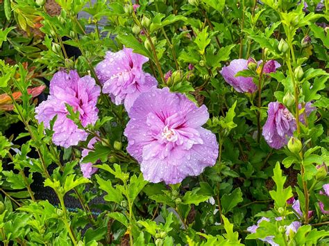 kvitnúci ker ibišteka v záhrade