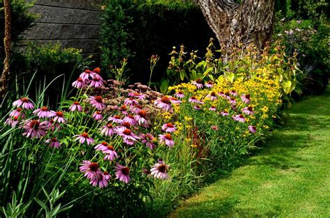 záhon s echinaceami