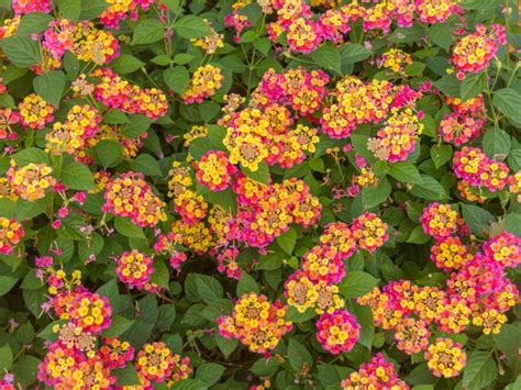 Lantana camara v plnom kvete