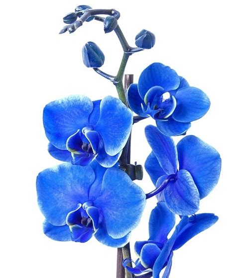 Modrá orchidea Phalaenopsis v interiéri