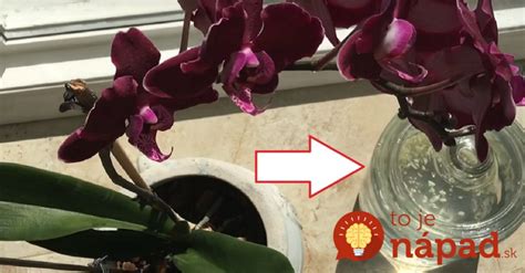 Schematické znázornenie optimálneho osvetlenia pre orchideu