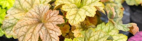 Schematické znázornenie ideálnych podmienok pre pestovanie heuchery