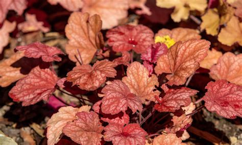 Heuchera v zimnej záhrade s mulčovaním