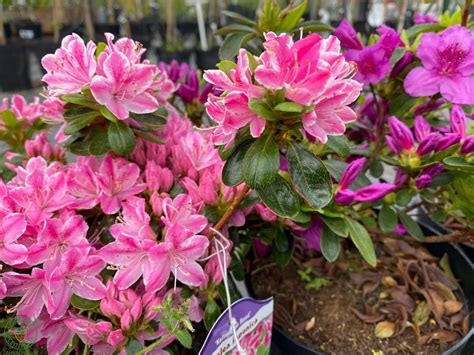 Azalky pestované v substráte Kanuma