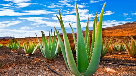 List Aloe Vera