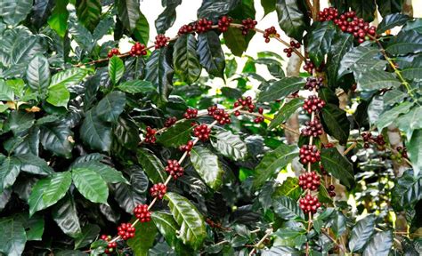Kávovník s listami a plodmi