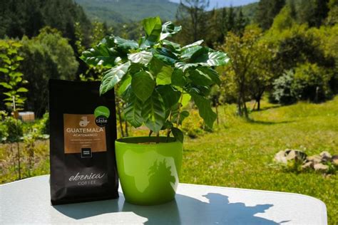 Graf s optimálnymi podmienkami pre kávovník