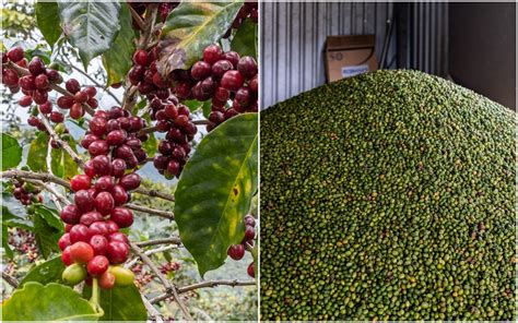 Zrelé kávové čerešne