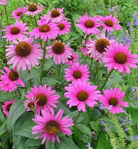 Detail Echinacea s oranžovo-žltými kvetmi a tmavým stredom