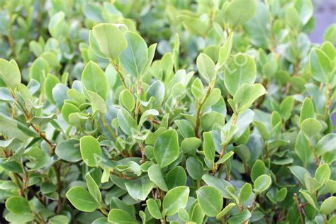 Griselinia littoralis 'Redge'