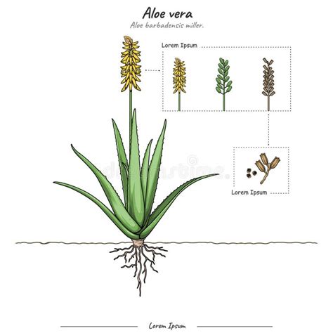 Schéma rozmnožovania aloe vera pomocou odnoží