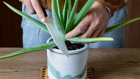 Aloe vera v interiéri ako okrasná rastlina
