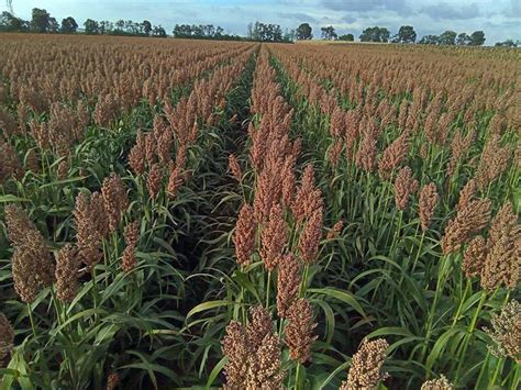 Energetické plodiny: ozdobnica, cirok, konopa