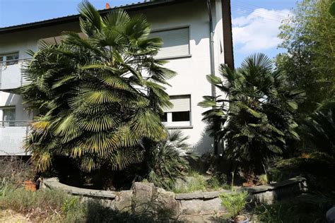 Schéma výsadby palmy s drenážnou vrstvou