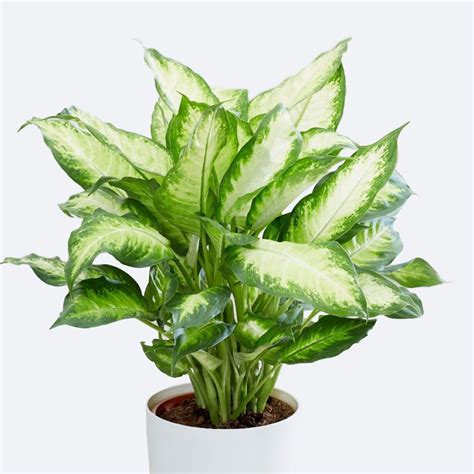 Dieffenbachia Camilla