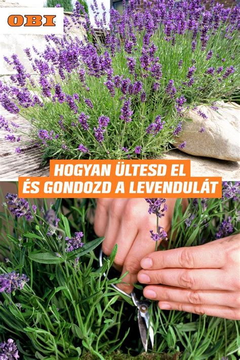 Grafika zobrazujúca správne miesta a časy rezu levandule