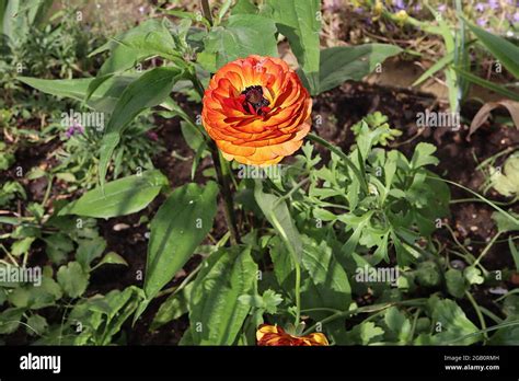 Iskerník 'Ranunculus Picotee Café' vo váze