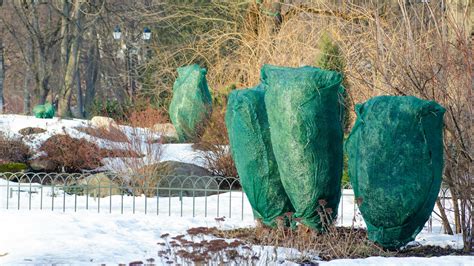 Ochrana vresu pred zimou