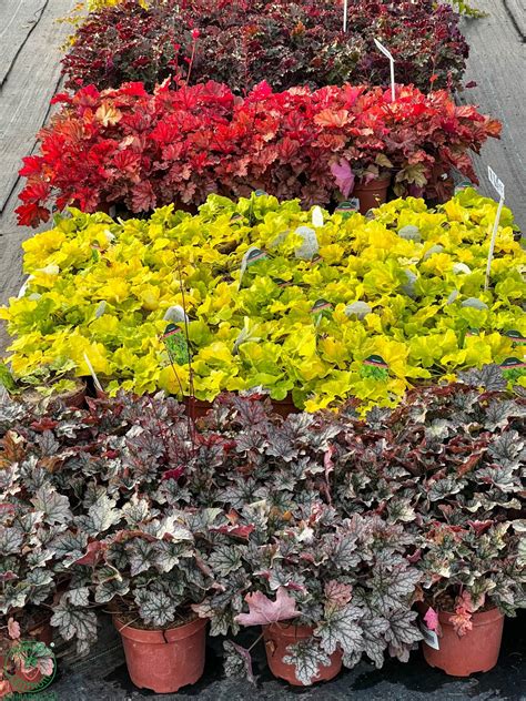 Kultivary vresu s rôznym sfarbením listov