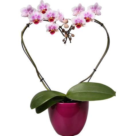 Orchidea v tvare lietajúcej kačice