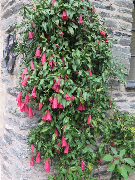 Kvitnúca Lapageria Rosea