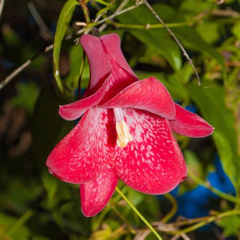 Detail kvetu Lapageria Rosea