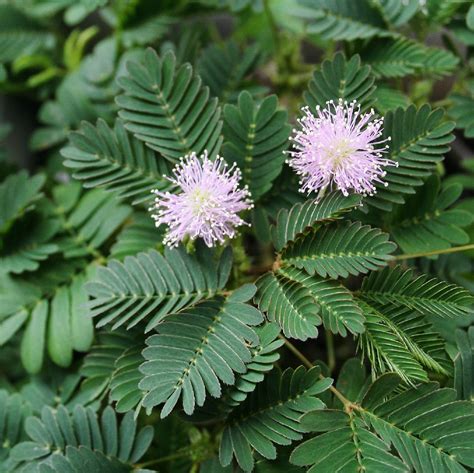 Ilustrácia rastliny Mimosa pudica s jej charakteristickými listami a kvetmi