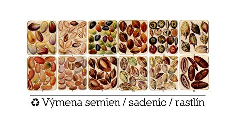 Ilustrácia sejby semien mimózy a rastu sadeníc