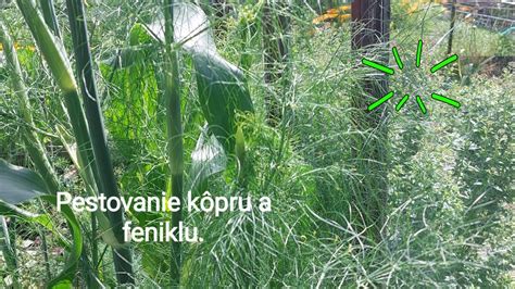 pestovanie kôpru v záhradke