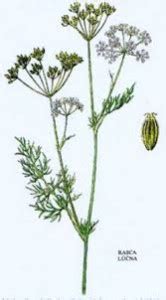 rasca lúčna v kvitnúcom stave