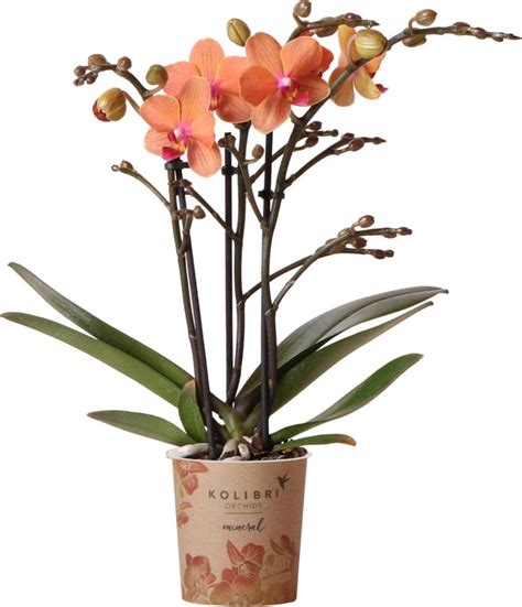 Orchidea kvet