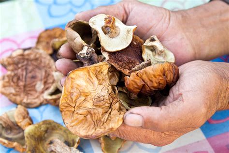 Ilustrácia rôznych druhov liečivých húb