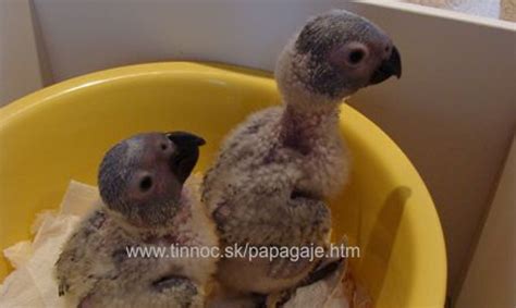 Mláďatá papagája senegalského