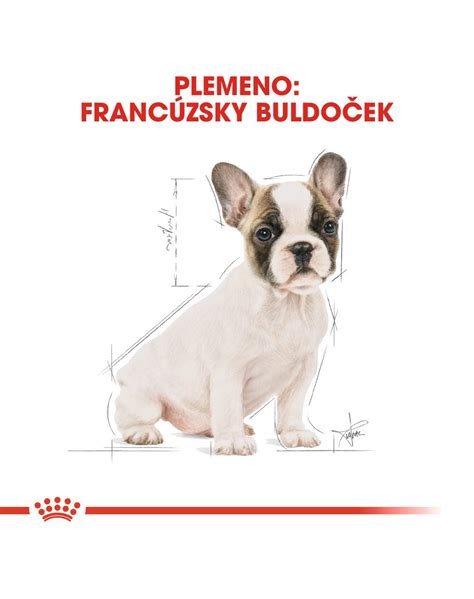 Diagram procesu chovu francúzskeho buldočka