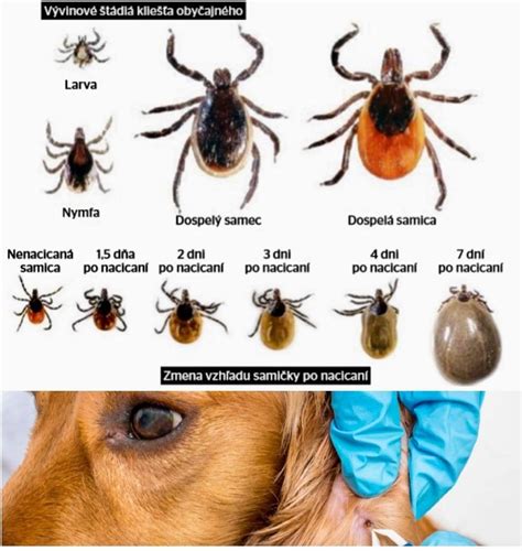 Ilustrácia brachycefalického syndrómu u psov