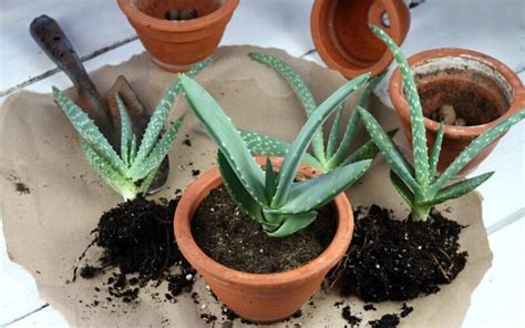 Pestovanie Aloe Vera v kvetináči