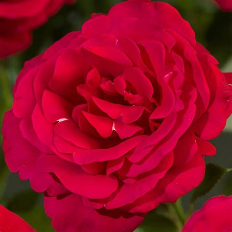 kvitnúca červená ruža v záhrade