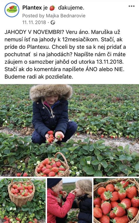 deti zbierajú jahody