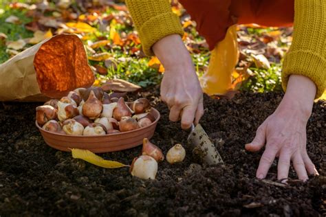 cibuľky tulipánov pripravené na sadenie