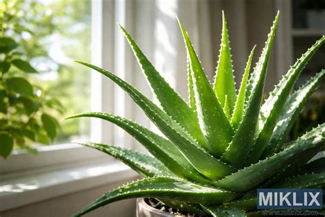 Aloe Vera v kvetináči v interiéri