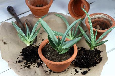 Príznaky preliatia alebo nedostatočnej zálievky Aloe Vera