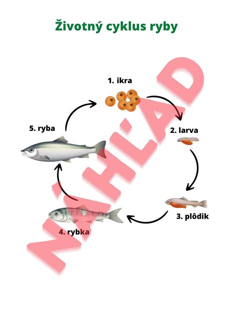Životný cyklus rybenky