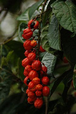 Ilustrácia rastliny Paulínia nápojová (Guarana)